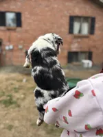 merle female, a male Australian Shepherd and Border Collie for sale in Centuria, WI – 2 of 3