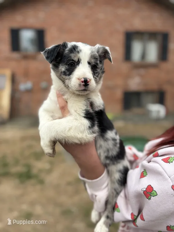 merle female – Australian Shepherd, Border Collie puppy for sale in Centuria, WI