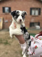 merle female, a male Australian Shepherd and Border Collie for sale in Centuria, WI – 1 of 3