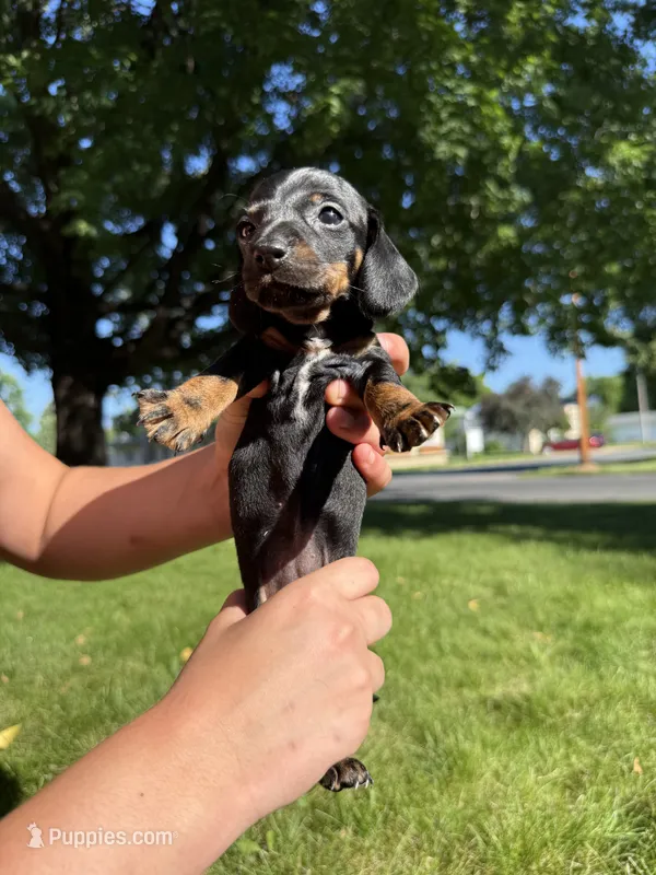 Georgia  – Miniature Dachshund puppy for sale in Centuria, WI