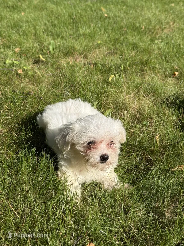 Gabbie – Maltese puppy for sale in Centuria, WI