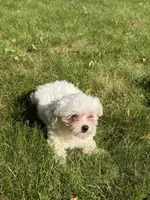 Gabbie, a female Maltese for sale in Centuria, WI – 1 of 6