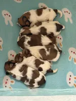 Bumble bee, a female Shih Tzu for sale in Centuria, WI – Photo 2 of 2