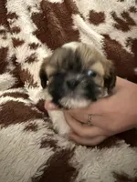 Light green girl, a female Shih Tzu for sale in Centuria, WI – Photo 4 of 5