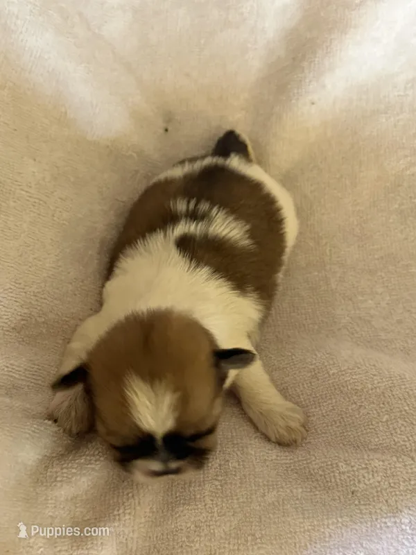 Bumble bee – Shih Tzu puppy for sale in Centuria, WI