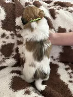 Light green girl, a female Shih Tzu for sale in Centuria, WI – Photo 5 of 5