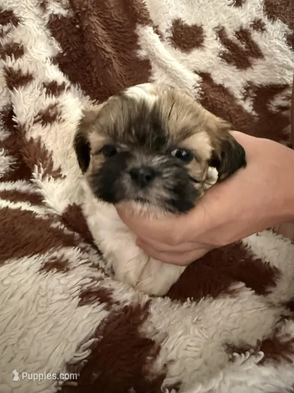 Light green girl – Shih Tzu puppy for sale in Centuria, WI