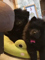 Cupcake , a female Chow Chow for sale in Centuria, WI – Photo 3 of 3