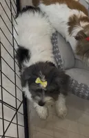 Havi, a female Havanese for sale in Centuria, WI – Photo 4 of 5