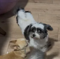 Havi, a female Havanese for sale in Centuria, WI – Photo 3 of 5