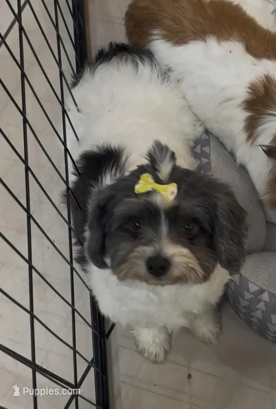 Havi – Havanese puppy for sale in Centuria, WI