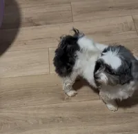 Havi, a female Havanese for sale in Centuria, WI – Photo 2 of 5