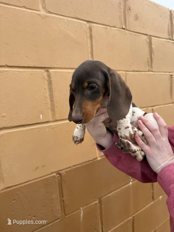 Tucker, a male Miniature Dachshund for sale in Centuria, WI – Photo 1 of 2
