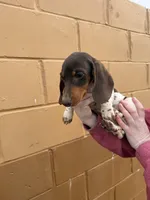 Tucker, a male Miniature Dachshund for sale in Centuria, WI – Photo 1 of 2