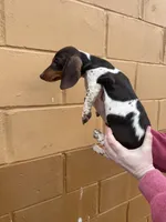 Tucker, a male Miniature Dachshund for sale in Centuria, WI – Photo 2 of 2