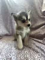 Kiara, a male Pomsky for sale in Centuria, WI – Photo 2 of 4