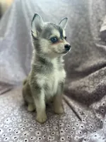 Kiara, a male Pomsky for sale in Centuria, WI – Photo 1 of 4
