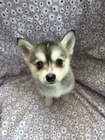 Kiara, a male Pomsky for sale in Centuria, WI – Photo 4 of 4