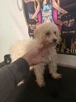 Angel, a female Maltipoo for sale in Centuria, WI – Photo 2 of 2