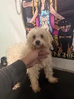 Angel, a female Maltipoo for sale in Centuria, WI – Photo 1 of 2