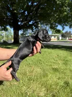 Ginny, a female Miniature Dachshund for sale in Centuria, WI – 3 of 4