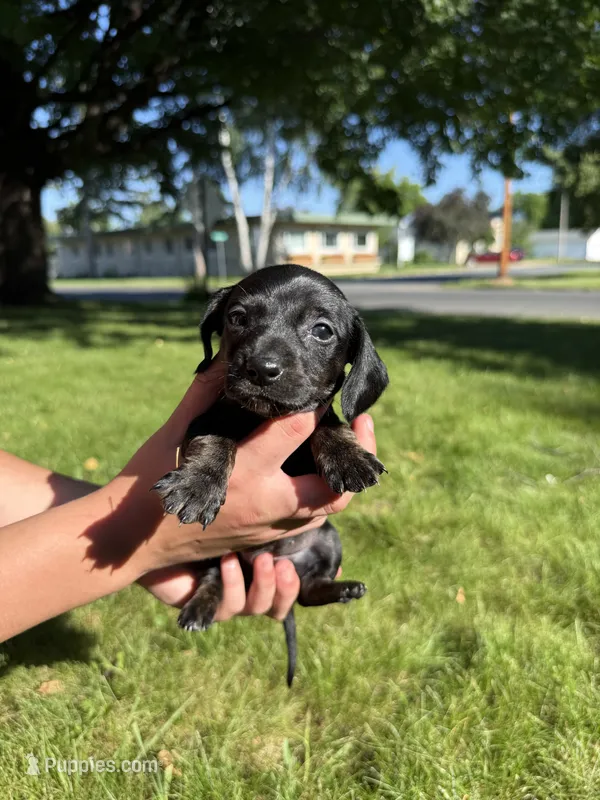Ginny – Miniature Dachshund puppy for sale in Centuria, WI