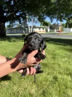 Ginny, a female Miniature Dachshund for sale in Centuria, WI – 1 of 4
