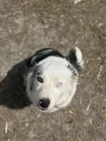 Chocolate , a female Australian Shepherd and Border Collie for sale in Centuria, WI – Photo 3 of 5