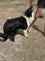 Chocolate , a female Australian Shepherd and Border Collie for sale in Centuria, WI – Photo 5 of 5