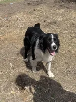 Chocolate , a female Australian Shepherd and Border Collie for sale in Centuria, WI – Photo 4 of 5