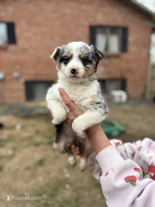 Tri merle – Australian Shepherd, Border Collie puppy for sale in Centuria, WI