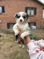 Tri merle, a female Australian Shepherd and Border Collie for sale in Centuria, WI – 1 of 6