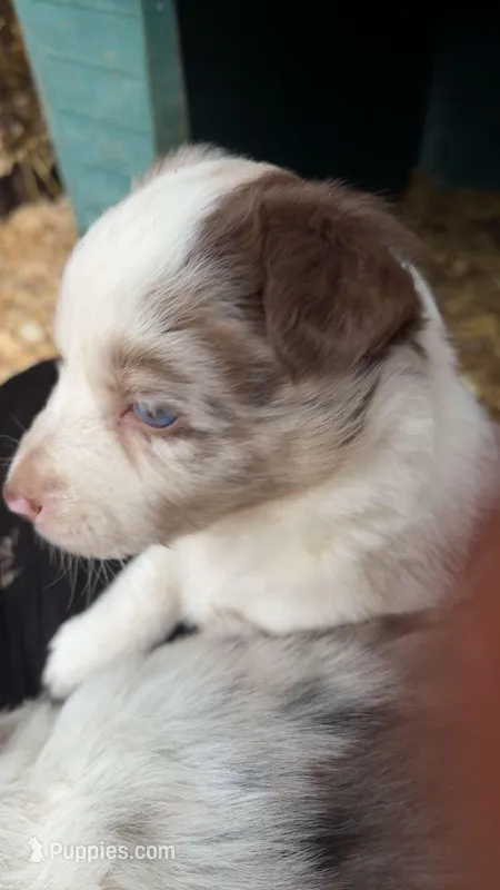 Chocolate  – Australian Shepherd, Border Collie puppy for sale in Centuria, WI