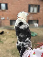 Tri merle, a female Australian Shepherd and Border Collie for sale in Centuria, WI – 2 of 6