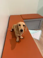 Buttercup, a female Miniature Dachshund for sale in Centuria, WI – 3 of 5