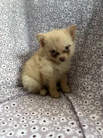 Simba, a male Pomsky for sale in Centuria, WI – Photo 3 of 4