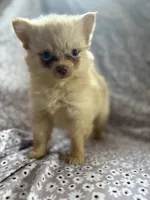 Simba, a male Pomsky for sale in Centuria, WI – Photo 2 of 4