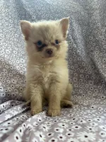 Simba, a male Pomsky for sale in Centuria, WI – Photo 4 of 4