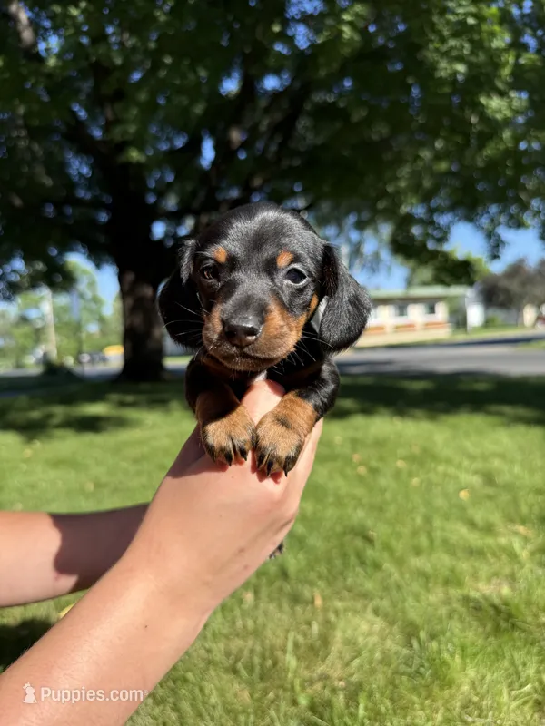 Gunner – Miniature Dachshund puppy for sale in Centuria, WI