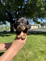 Gunner, a male Miniature Dachshund for sale in Centuria, WI – 1 of 5