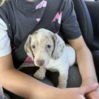 Delilah, a female Miniature Dachshund for sale in Centuria, WI – Photo 3 of 3