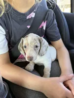 Delilah, a female Miniature Dachshund for sale in Centuria, WI – Photo 3 of 3