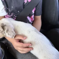 Delilah, a female Miniature Dachshund for sale in Centuria, WI – Photo 2 of 3