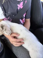 Delilah, a female Miniature Dachshund for sale in Centuria, WI – Photo 2 of 3