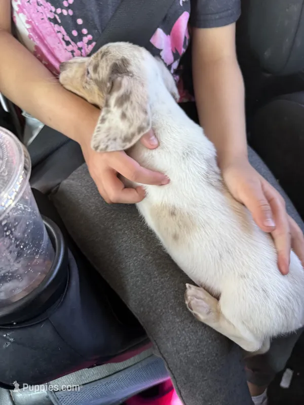 Delilah, a female Miniature Dachshund for sale in Centuria, WI – Photo 1 of 3