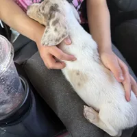 Delilah, a female Miniature Dachshund for sale in Centuria, WI – Photo 1 of 3