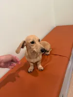 Buttercup, a female Miniature Dachshund for sale in Centuria, WI – 5 of 5