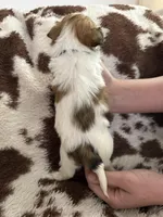 Blue girl, a female Shih Tzu for sale in Centuria, WI – Photo 3 of 4