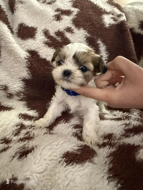Blue girl – Shih Tzu puppy for sale in Centuria, WI