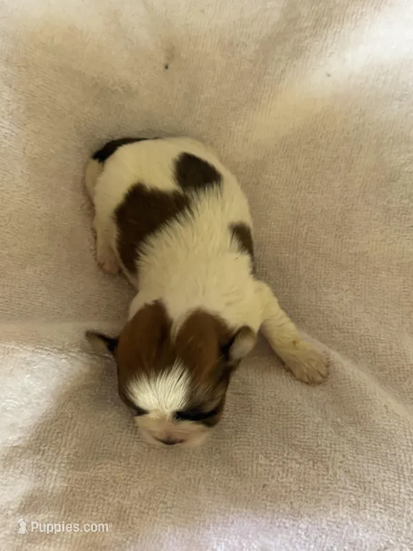Butterfly – Shih Tzu puppy for sale in Centuria, WI